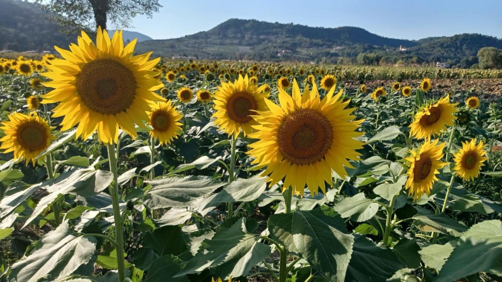 Appartamento Casa Vacanza Abano Terme Euganean Hills Holiday Teolo ภายนอก รูปภาพ